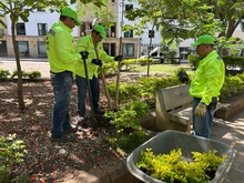 con sembratón san gil, conmemoró el día nacional del árbol