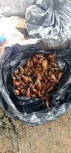 Jornada de recolección de caracol africano en los sectores Villa Carola y el Bosque