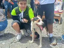 Algunos de los perritos participantes del concurso Canino en el marco del Show Canino