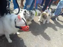 Algunos de los perritos participantes del concurso Canino en el marco del Show Canino