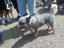 Algunos de los perritos participantes del concurso Canino en el marco del Show Canino
