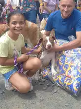 Algunos de los perritos participantes del concurso Canino en el marco del Show Canino