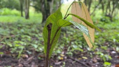 Alcaldía de San Gil entregó 500 plántulas de cacao para parcelas demostrativas