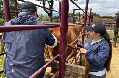 Alcaldía de San Gil ofrece servicio gratuito de inseminación artificial para el mejoramiento genético de semovientes