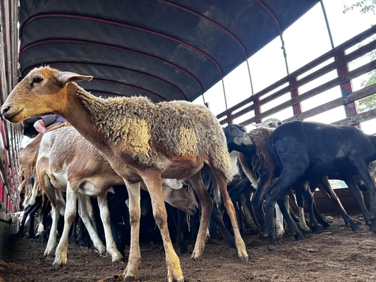 Culminó la entrega de 360 camuras a mujeres del área rural de San Gil