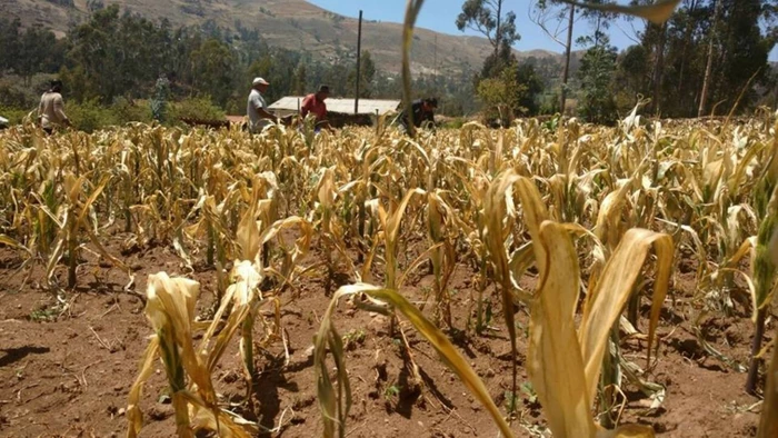 Alcaldía de San Gil estructura convenio para asegurar cosechas de pequeños productores